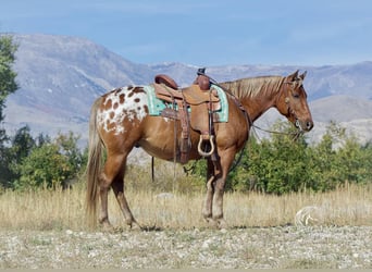 Appaloosa, Castrone, 7 Anni, 142 cm, Baio ciliegia
