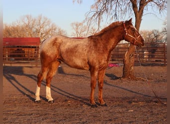 Appaloosa, Castrone, 7 Anni, 147 cm, Roano rosso