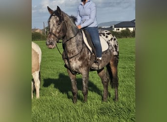 Appaloosa Mix, Castrone, 7 Anni, 149 cm, Leopard