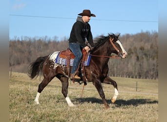 Appaloosa, Castrone, 7 Anni, 150 cm, Baio ciliegia