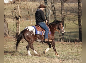 Appaloosa, Castrone, 7 Anni, 150 cm, Baio ciliegia