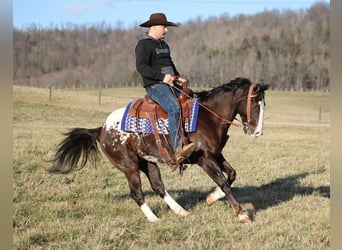 Appaloosa, Castrone, 7 Anni, 150 cm, Baio ciliegia