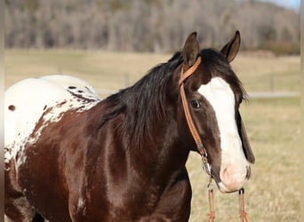 Appaloosa, Castrone, 7 Anni, 150 cm, Baio ciliegia