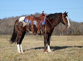 Appaloosa, Castrone, 7 Anni, 150 cm, Baio ciliegia