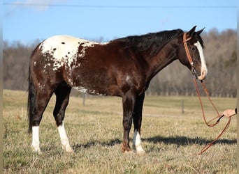 Appaloosa, Castrone, 7 Anni, 150 cm, Baio ciliegia
