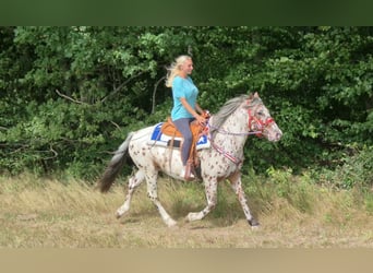 Appaloosa Mix, Castrone, 7 Anni, 150 cm, Leopard