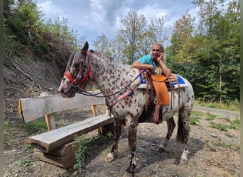 Appaloosa Mix, Castrone, 7 Anni, 150 cm, Leopard