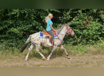 Appaloosa Mix, Castrone, 7 Anni, 150 cm, Leopard