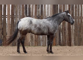 Appaloosa, Castrone, 7 Anni, 152 cm, Morello