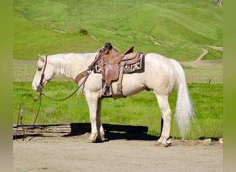 Appaloosa, Castrone, 7 Anni, 152 cm, Palomino