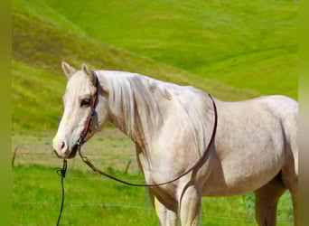 Appaloosa, Castrone, 7 Anni, 152 cm, Palomino