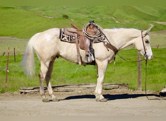 Appaloosa, Castrone, 7 Anni, 152 cm, Palomino