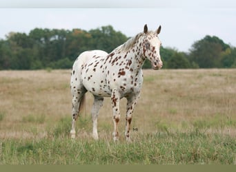 Appaloosa, Castrone, 7 Anni, 152 cm
