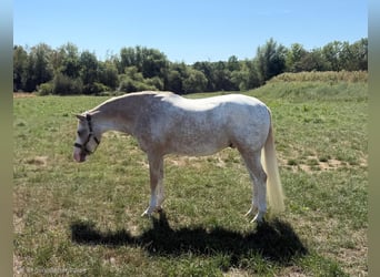 Appaloosa Mix, Castrone, 7 Anni, 153 cm