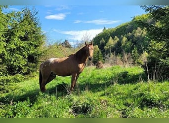 Appaloosa Mix, Castrone, 7 Anni, 154 cm, Leopard