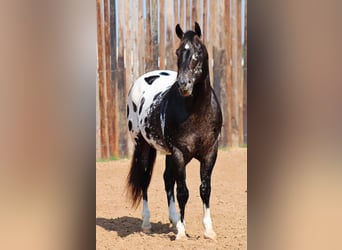 Appaloosa, Castrone, 7 Anni, 155 cm, Morello