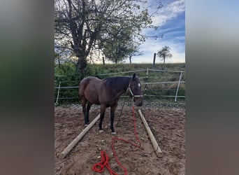 Appaloosa, Castrone, 7 Anni, 156 cm, Baio