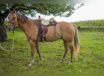 Appaloosa, Castrone, 7 Anni, 156 cm, Red dun