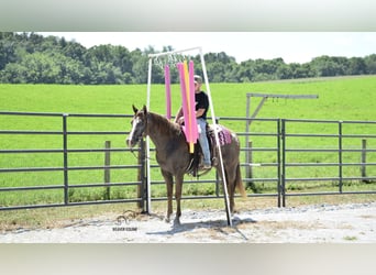 Appaloosa, Castrone, 7 Anni, 157 cm, Baio ciliegia