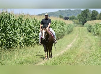 Appaloosa, Castrone, 7 Anni, 157 cm, Baio ciliegia