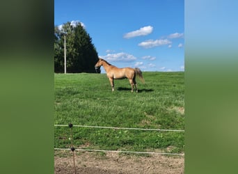 Appaloosa, Castrone, 7 Anni, 160 cm, Falbo