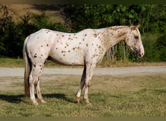 Appaloosa, Castrone, 7 Anni, Leopard