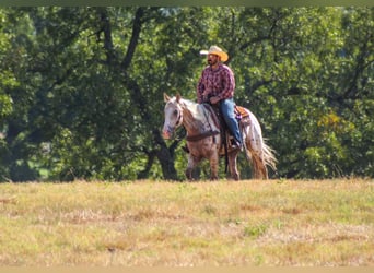 Appaloosa, Castrone, 7 Anni, Leopard
