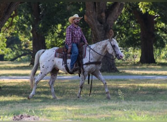 Appaloosa, Castrone, 7 Anni, Leopard