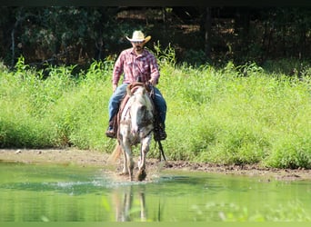 Appaloosa, Castrone, 7 Anni, Leopard