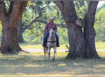 Appaloosa, Castrone, 7 Anni, Leopard