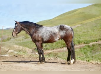 Appaloosa, Castrone, 8 Anni, 147 cm, Baio ciliegia