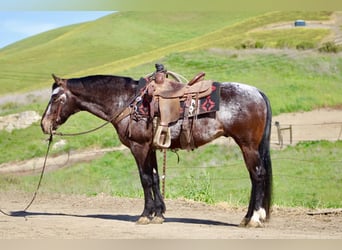 Appaloosa, Castrone, 8 Anni, 147 cm, Baio ciliegia