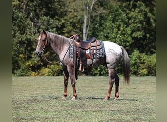 Appaloosa, Castrone, 8 Anni, 150 cm, Roano rosso