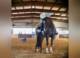 Appaloosa, Castrone, 8 Anni, 152 cm, Sauro scuro