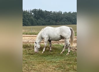 Appaloosa, Castrone, 8 Anni, 154 cm
