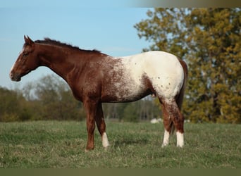 Appaloosa, Castrone, 8 Anni, 157 cm, Sauro scuro
