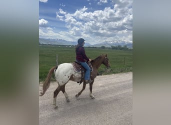 Appaloosa, Castrone, 8 Anni, 157 cm, Sauro scuro