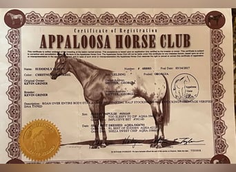 Appaloosa, Castrone, 8 Anni, 160 cm, Baio ciliegia