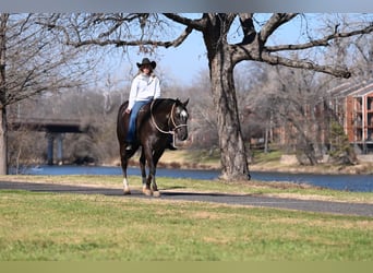 Appaloosa, Castrone, 8 Anni, 160 cm, Baio ciliegia