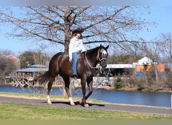 Appaloosa, Castrone, 8 Anni, 160 cm, Baio ciliegia