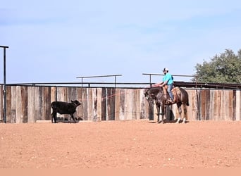 Appaloosa, Castrone, 8 Anni, 160 cm, Baio ciliegia