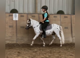 Appaloosa, Castrone, 8 Anni, 98 cm, Leopard