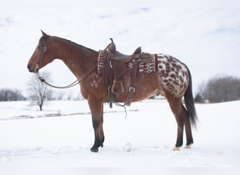 Appaloosa, Castrone, 9 Anni, 145 cm, Baio ciliegia