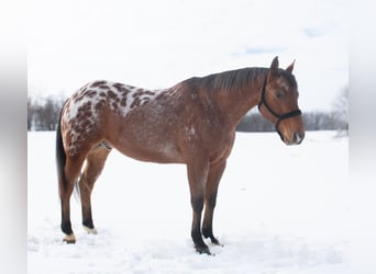 Appaloosa, Castrone, 9 Anni, 145 cm, Baio ciliegia