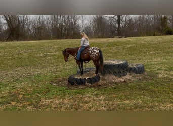 Appaloosa, Castrone, 9 Anni, 145 cm, Baio ciliegia