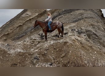 Appaloosa, Castrone, 9 Anni, 145 cm, Baio ciliegia