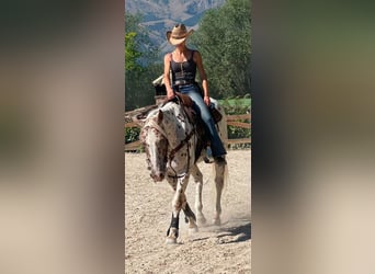 Appaloosa, Castrone, 9 Anni, 149 cm, Leopard