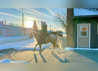 Appaloosa, Castrone, 9 Anni, 150 cm, Palomino