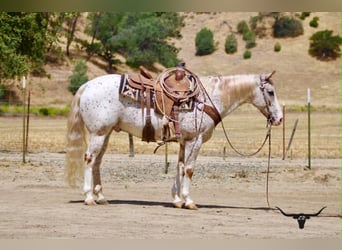 Appaloosa, Castrone, 9 Anni, 150 cm, Sauro ciliegia