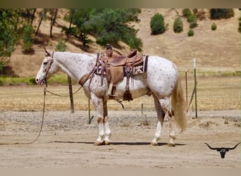 Appaloosa, Castrone, 9 Anni, 150 cm, Sauro ciliegia